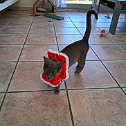 Frite a rejoint le concours — aidez-le/la à gagner de superbes lots ! animal, bells, cat, curtain, decor, feline, gray_cat, home, indoor, living_room, pet, plant, playful, red_collar, shelf, sunlight, table, tile_floor, toy, window