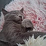 cat, sleeping, gray_cat, fur, tongue_out, blanket, pink_blanket, white_blanket, cozy, cute, pet, animal, domestic_cat, relaxed, soft_texture, resting, indoor, close_up, feline, peaceful
