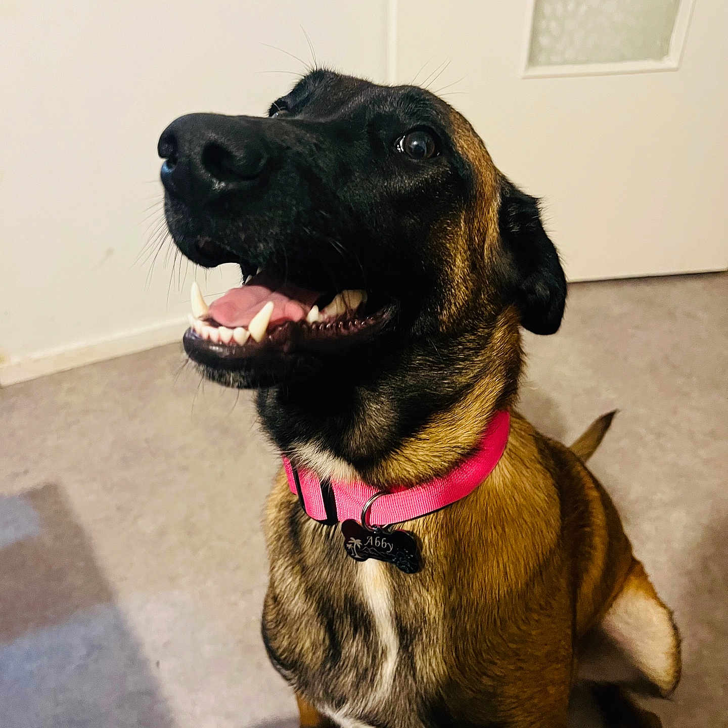 Abby a rejoint le concours — aidez-le/la à gagner de superbes lots ! dog, black_and_tan_dog, sitting, open_mouth, smiling, teeth, tongue, pink_collar, name_tag, pet, portrait, indoor, carpet, door, home, animal, alert, happy, short_fur, close_up