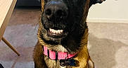 Abby participe au concours pour gagner de l'argent avec cette photo : dog, pet, sitting, portrait, smiling, toothy_grin, large_ears, black_and_brown, pink_collar, name_tag, indoors, home, carpet, table, furniture, floor, close_up, animal, playful, funny