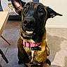 dog, pet, sitting, portrait, smiling, toothy_grin, large_ears, black_and_brown, pink_collar, name_tag, indoors, home, carpet, table, furniture, floor, close_up, animal, playful, funny