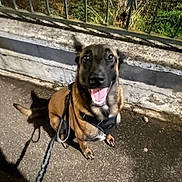 Abby a rejoint le concours — aidez-le/la à gagner de superbes lots ! dog, pet, canine, sitting, smiling, happy, open_mouth, tongue, leash, collar, outdoor, night, pavement, sidewalk, fence, garden, plants, shadow, portrait, brown_fur
