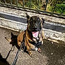 dog, pet, canine, sitting, smiling, happy, open_mouth, tongue, leash, collar, outdoor, night, pavement, sidewalk, fence, garden, plants, shadow, portrait, brown_fur
