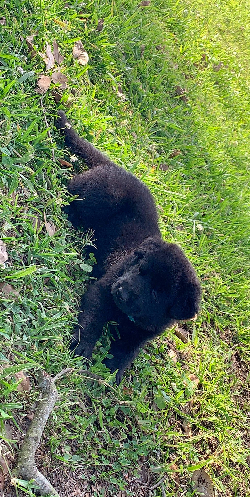 Scar joined the competition — help win amazing prizes! canidae, carnivore, dog, dog_breed, flat_coated_retriever, grass, sporting_group