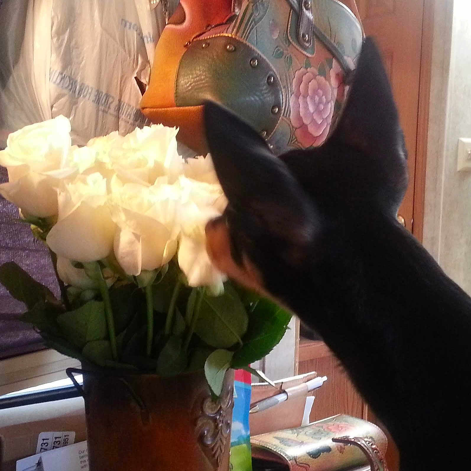 Precious is registered to the contest to win money with this photo: background, black_dog, bouquet, candid, close_up, curious, decorative_purse, dog, flowers, household_items, indoor, leaves, light, pet, roses, sniffing, stem, table, vase, window