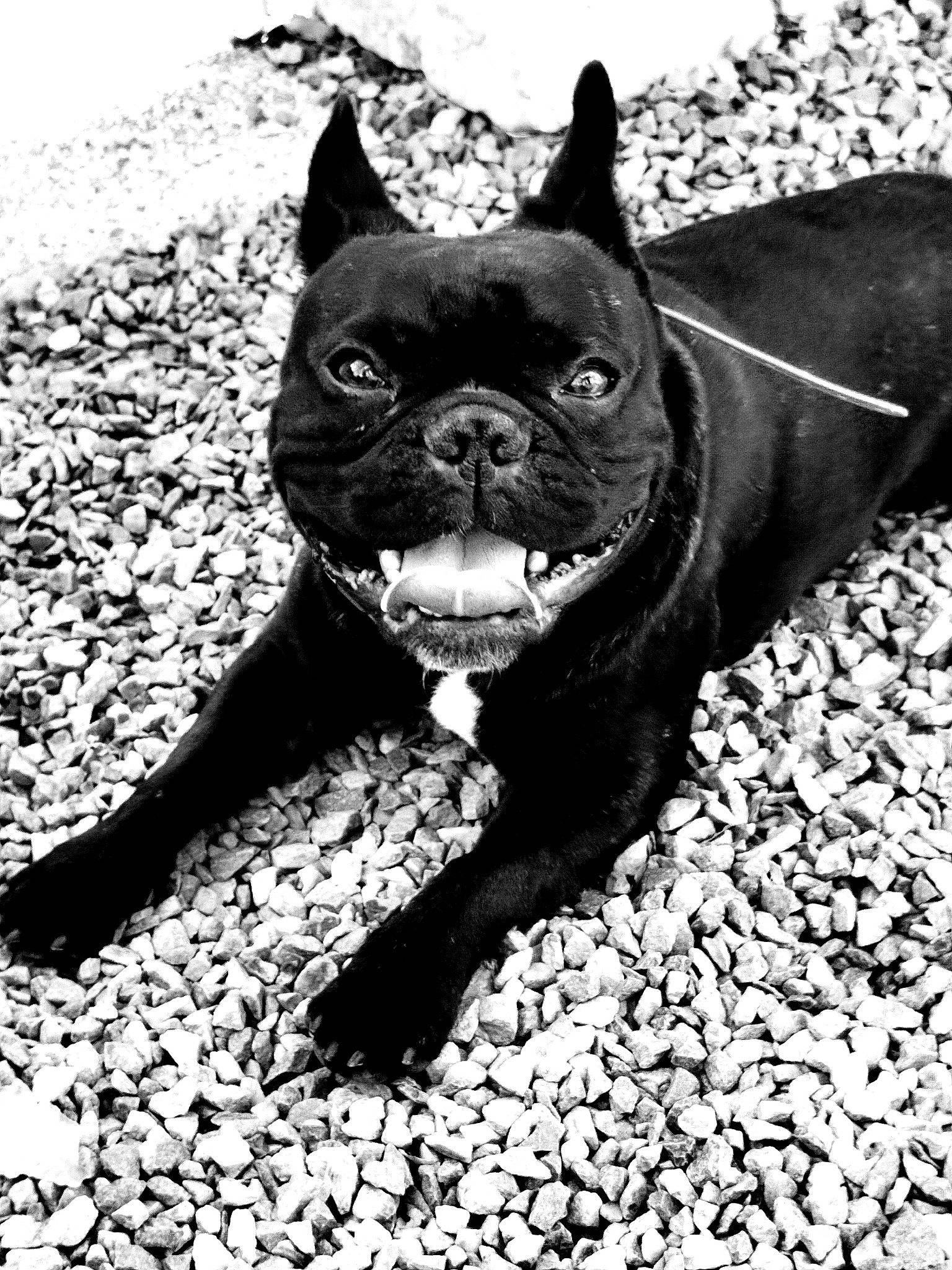 Ryder a rejoint le concours — aidez-le/la à gagner de superbes lots ! bulldog, canidae, carnivore, collar, companion_dog, dog, dog_breed, dog_collar, fawn, french_bulldog, human_body, monochrome, monochrome_photography, snout, sporting_group, terrestrial_animal, toy_dog, whiskers, white, working_animal