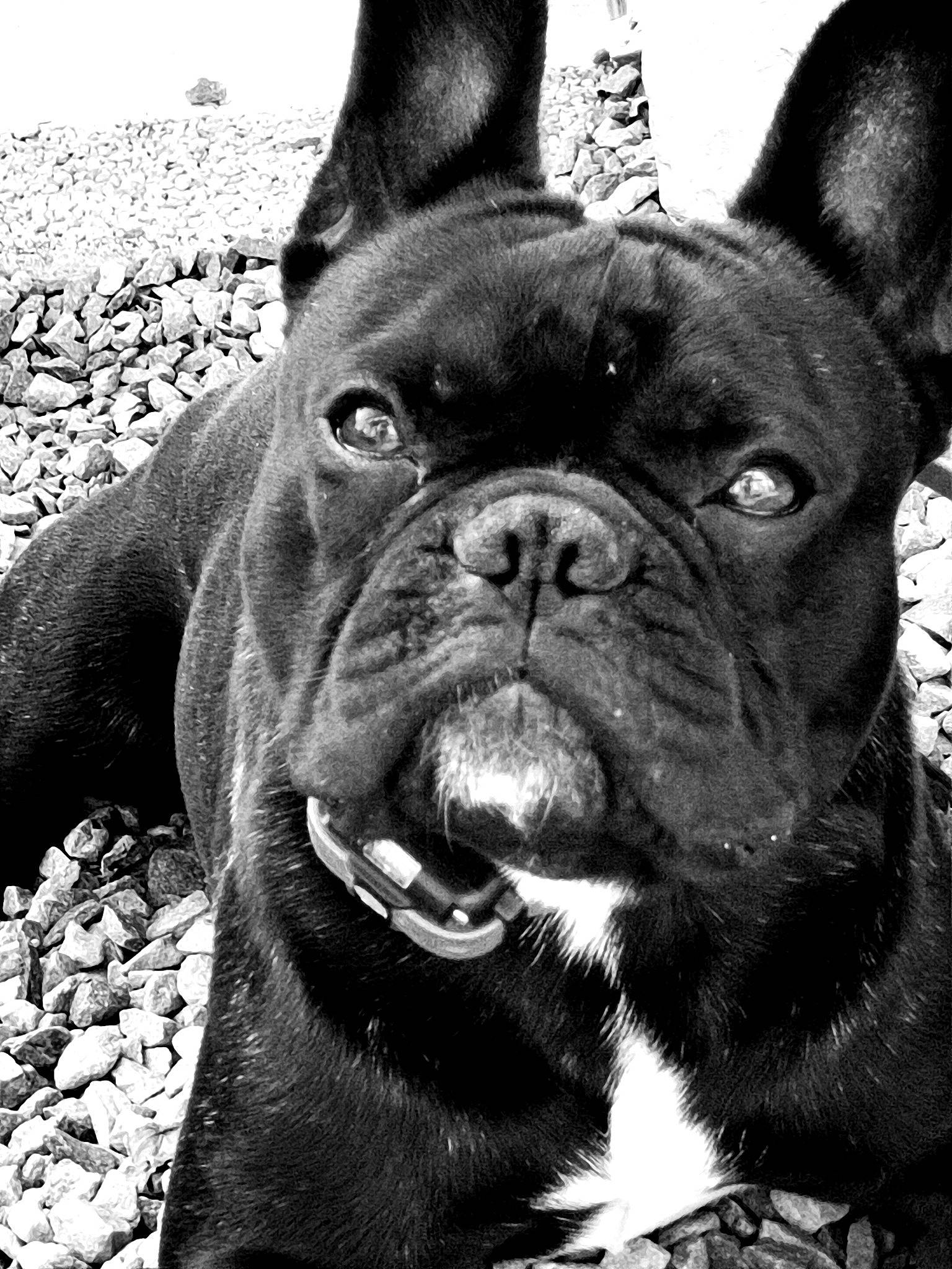 Ryder participe au concours pour gagner de l'argent avec cette photo : black, bulldog, carnivore, collar, companion_dog, dog, dog_breed, dog_collar, ear, fawn, grass, monochrome, monochrome_photography, snout, sporting_group, terrestrial_animal, whiskers, white, working_animal, wrinkle