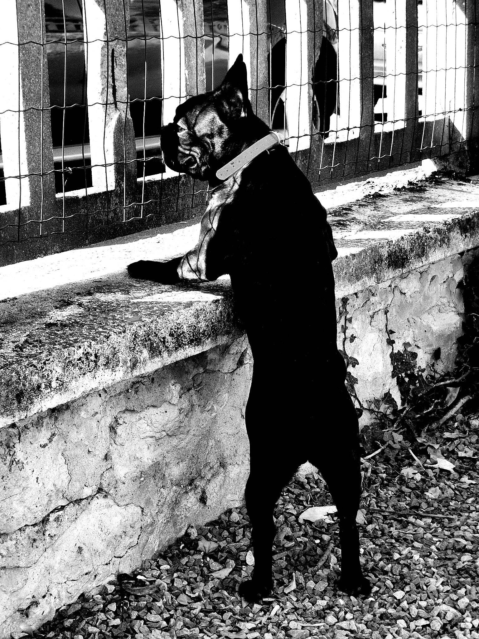 Ryder a rejoint le concours — aidez-le/la à gagner de superbes lots ! art, black, black_and_white, building, monochrome, monochrome_photography, road, road_surface, shadow, sidewalk, sitting, snout, standing, street, style, tints_and_shades, urban_area, wall, water, window