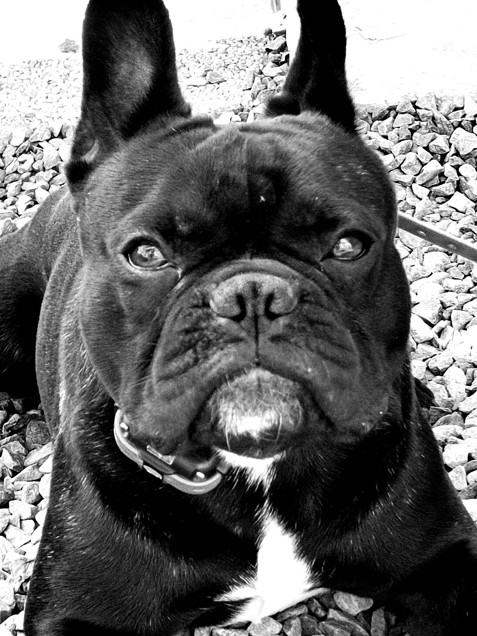 Ryder a rejoint le concours — aidez-le/la à gagner de superbes lots ! black, bulldog, canidae, carnivore, collar, companion_dog, dog, dog_breed, dog_collar, ear, fawn, grass, monochrome_photography, snapshot, snout, sporting_group, whiskers, white, working_animal, wrinkle