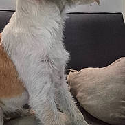 Nouche participe au concours pour gagner de l'argent avec cette photo : dog, scruffy, brown_and_white, sitting, couch, indoor, pet, canine, fur, pillow, looking_sideways, bone, stick, animal, domestic, cozy, furniture, home, relaxed, companion