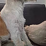 dog, scruffy, brown_and_white, sitting, couch, indoor, pet, canine, fur, pillow, looking_sideways, bone, stick, animal, domestic, cozy, furniture, home, relaxed, companion
