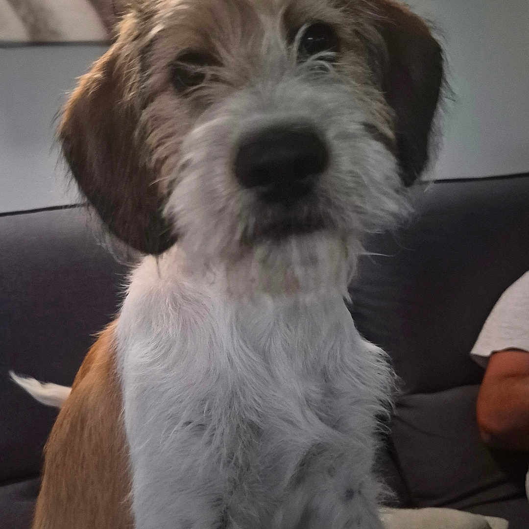 Nouche a rejoint le concours — aidez-le/la à gagner de superbes lots ! dog, pet, indoor, couch, furniture, brown_fur, white_fur, scruffy, portrait, animal, canine, companion, sitting, looking, face, ears, snout, furry, home, relaxed