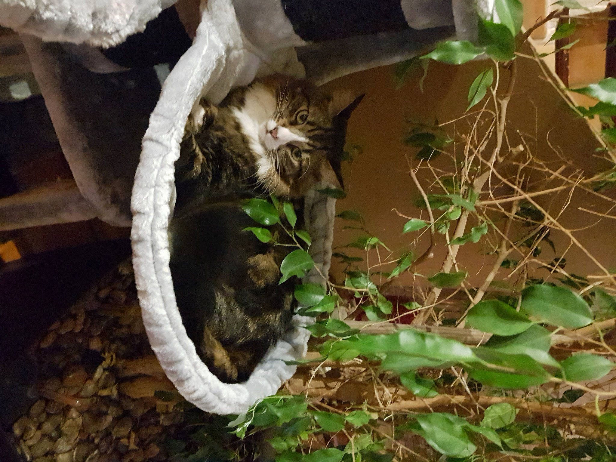 Sydney participe au concours pour gagner de l'argent avec cette photo : carnivore, cat, european_shorthair, felidae, plant, small_to_medium_sized_cats