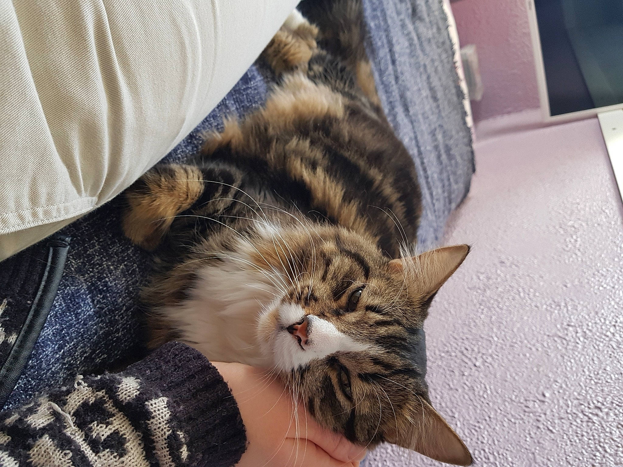 Sydney a rejoint le concours — aidez-le/la à gagner de superbes lots ! american_shorthair, asian, carnivore, cat, claw, domestic_short_haired_cat, dragon_li, european_shorthair, felidae, fur, kitten, nap, norwegian_forest_cat, paw, pixie_bob, sleep, small_to_medium_sized_cats, tabby_cat, toyger, whiskers