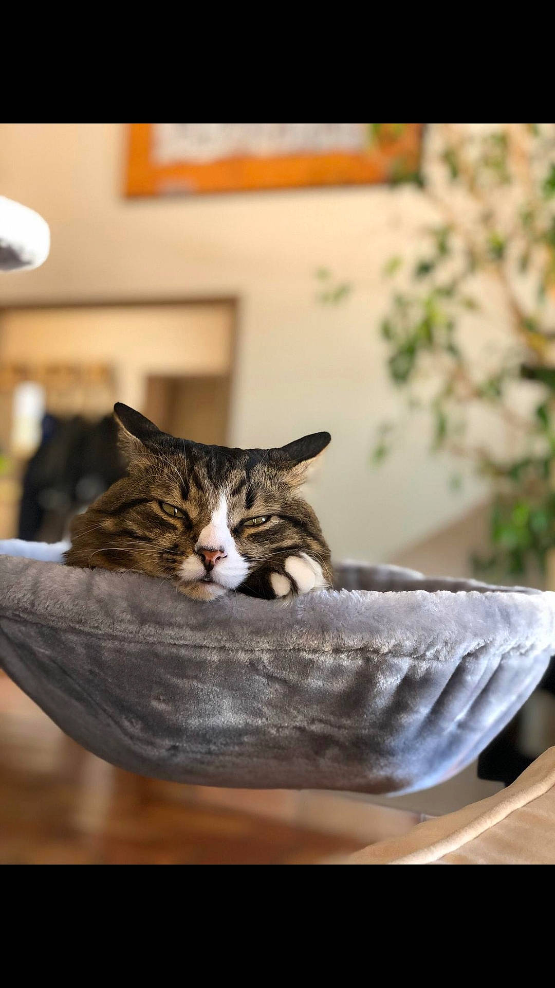 Sydney participe au concours pour gagner de l'argent avec cette photo : aegean_cat, american_shorthair, american_wirehair, asian, carnivore, cat, domestic_short_haired_cat, dragon_li, european_shorthair, felidae, kitten, small_to_medium_sized_cats, tabby_cat, table, whiskers