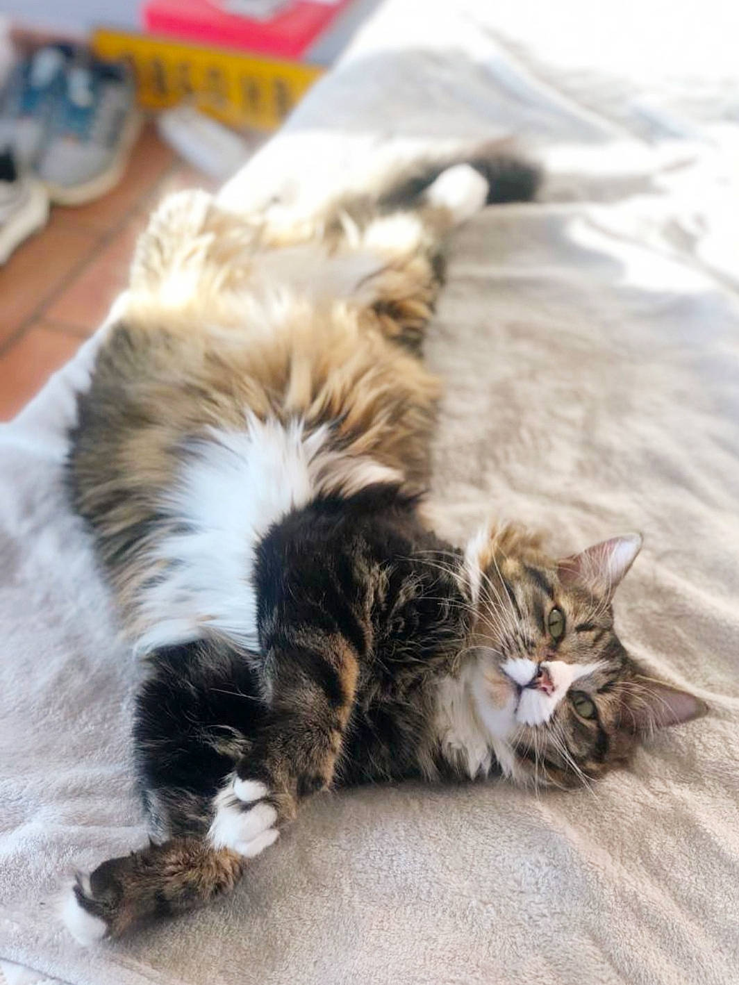 Sydney participe au concours pour gagner de l'argent avec cette photo : carnivore, cat, domestic_long_haired_cat, felidae, fur, kitten, maine_coon, mammal, norwegian_forest_cat, persian, play, ragamuffin, small_to_medium_sized_cats, whiskers