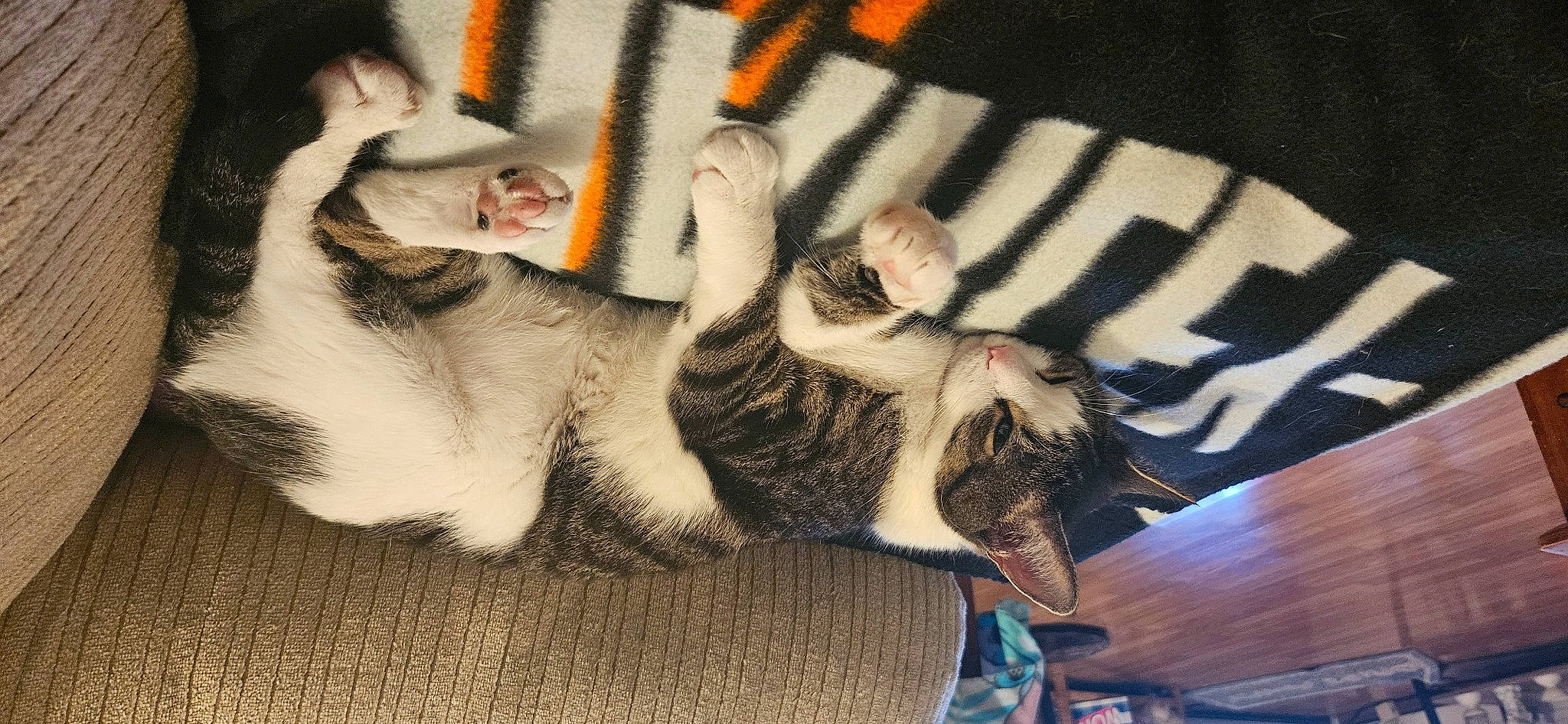 Jinks is registered to the contest to win money with this photo: carnivore, cat, claw, comfort, domestic_short_haired_cat, felidae, foot, fur, gesture, grey, human_leg, nail, nap, paw, sleeve, small_to_medium_sized_cats, tail, whiskers