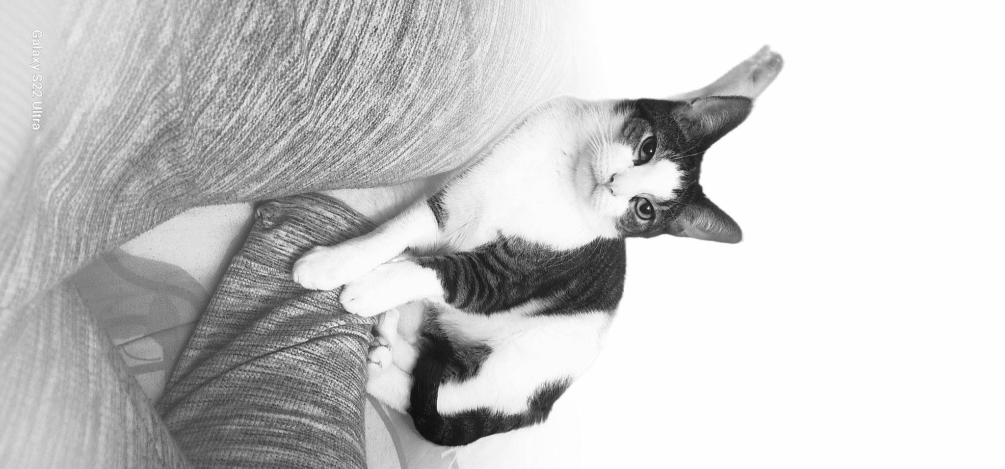 Jinks joined the competition — help win amazing prizes! carnivore, cat, claw, comfort, domestic_short_haired_cat, ear, elbow, felidae, fur, gesture, hand, monochrome, monochrome_photography, paw, small_to_medium_sized_cats, snout, tail, thai, whiskers