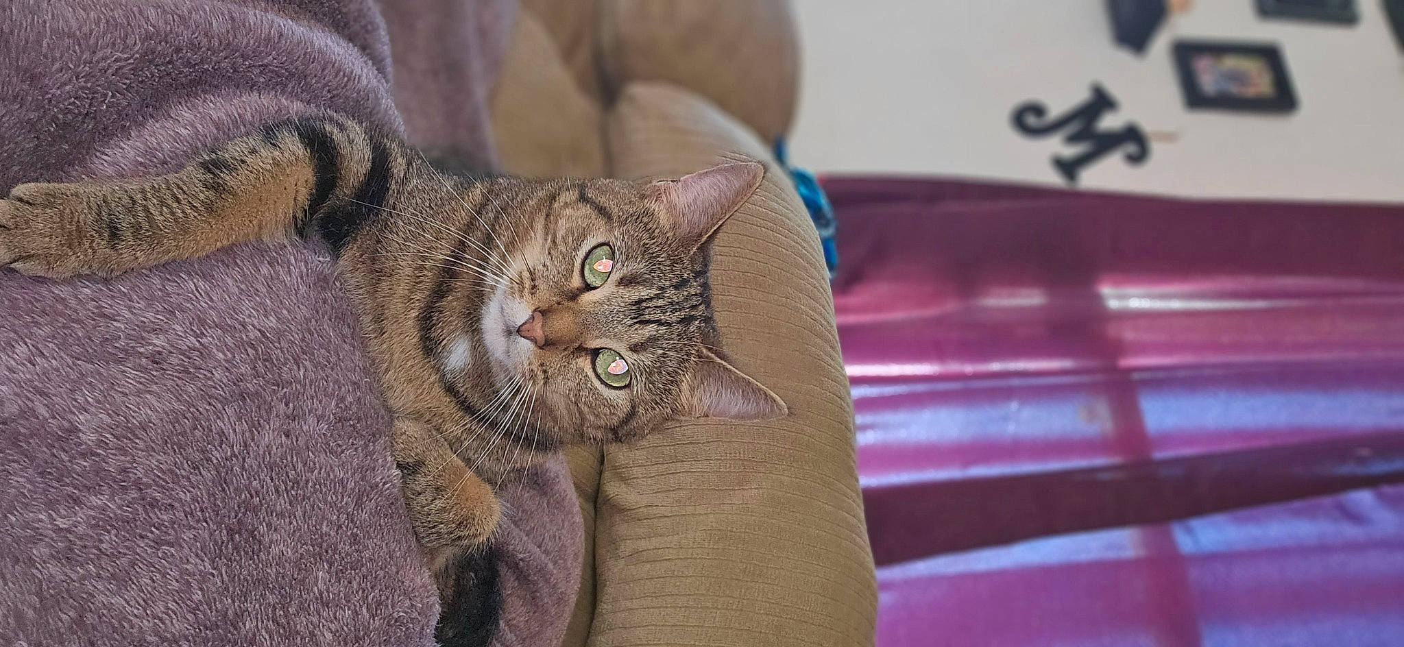 Georgia is registered to the contest to win money with this photo: carnivore, cat, claw, close_up, comfort, domestic_short_haired_cat, ear, fashion_accessory, fawn, felidae, fur, gesture, nail, paw, small_to_medium_sized_cats, snout, tail, terrestrial_animal, whiskers, wrinkle