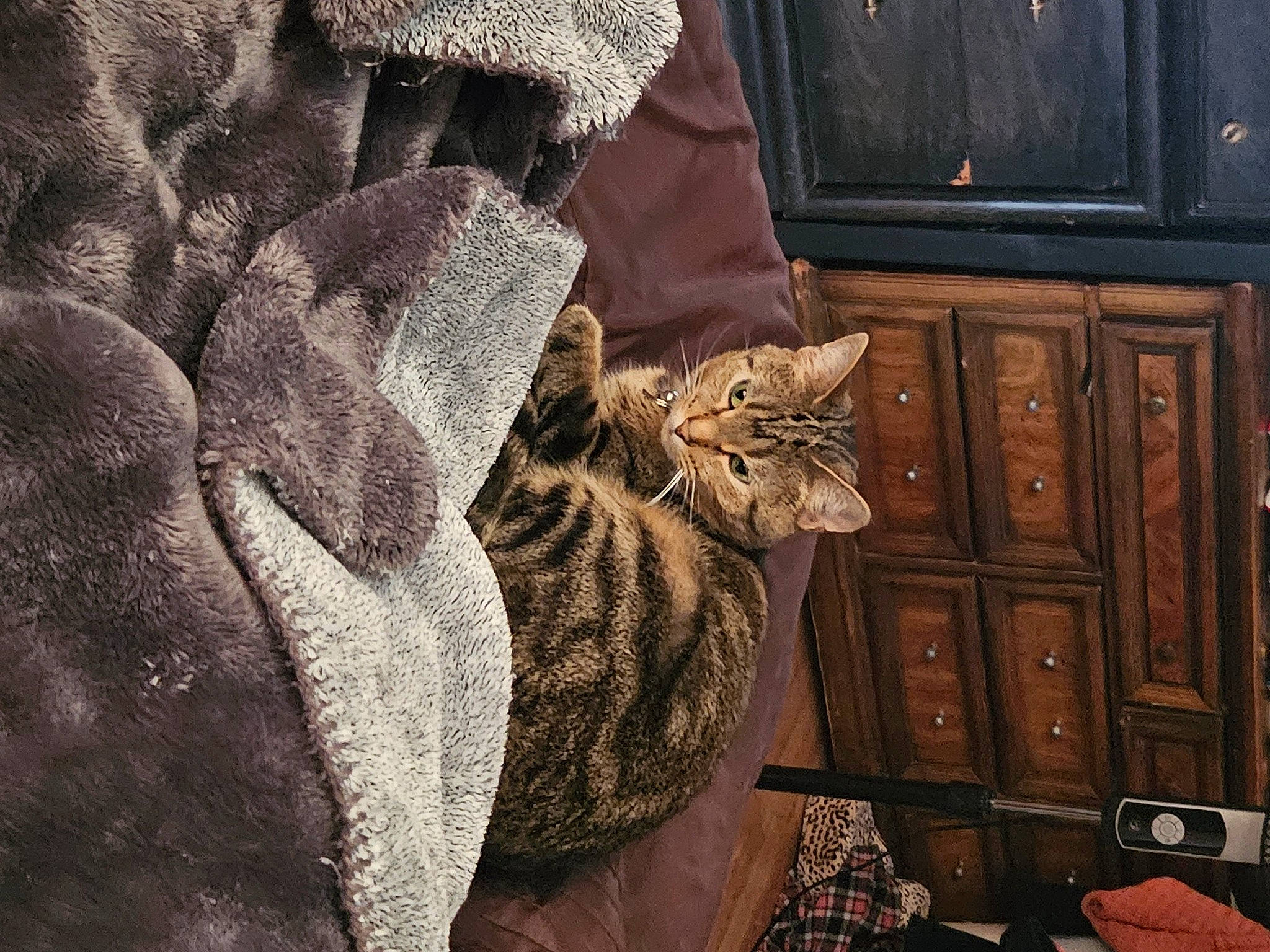 Georgia joined the competition — help win amazing prizes! brown, cabinetry, carnivore, cat, chest_of_drawers, comfort, domestic_short_haired_cat, drawer, felidae, flooring, fur, grey, hardwood, pattern, small_to_medium_sized_cats, tail, textile, whiskers, window, wood