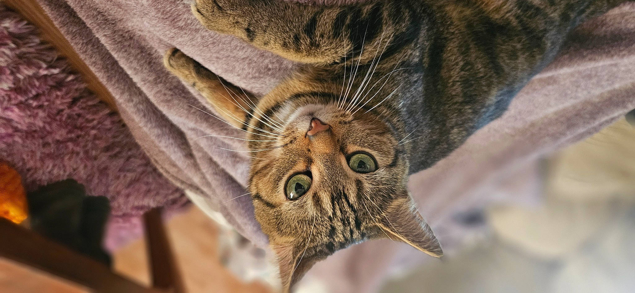 Georgia is registered to the contest to win money with this photo: carnivore, cat, close_up, domestic_short_haired_cat, eye, fawn, felidae, fur, head, human_body, paw, plant, small_to_medium_sized_cats, snout, terrestrial_animal, tree, whiskers, wildlife, wood, wrinkle