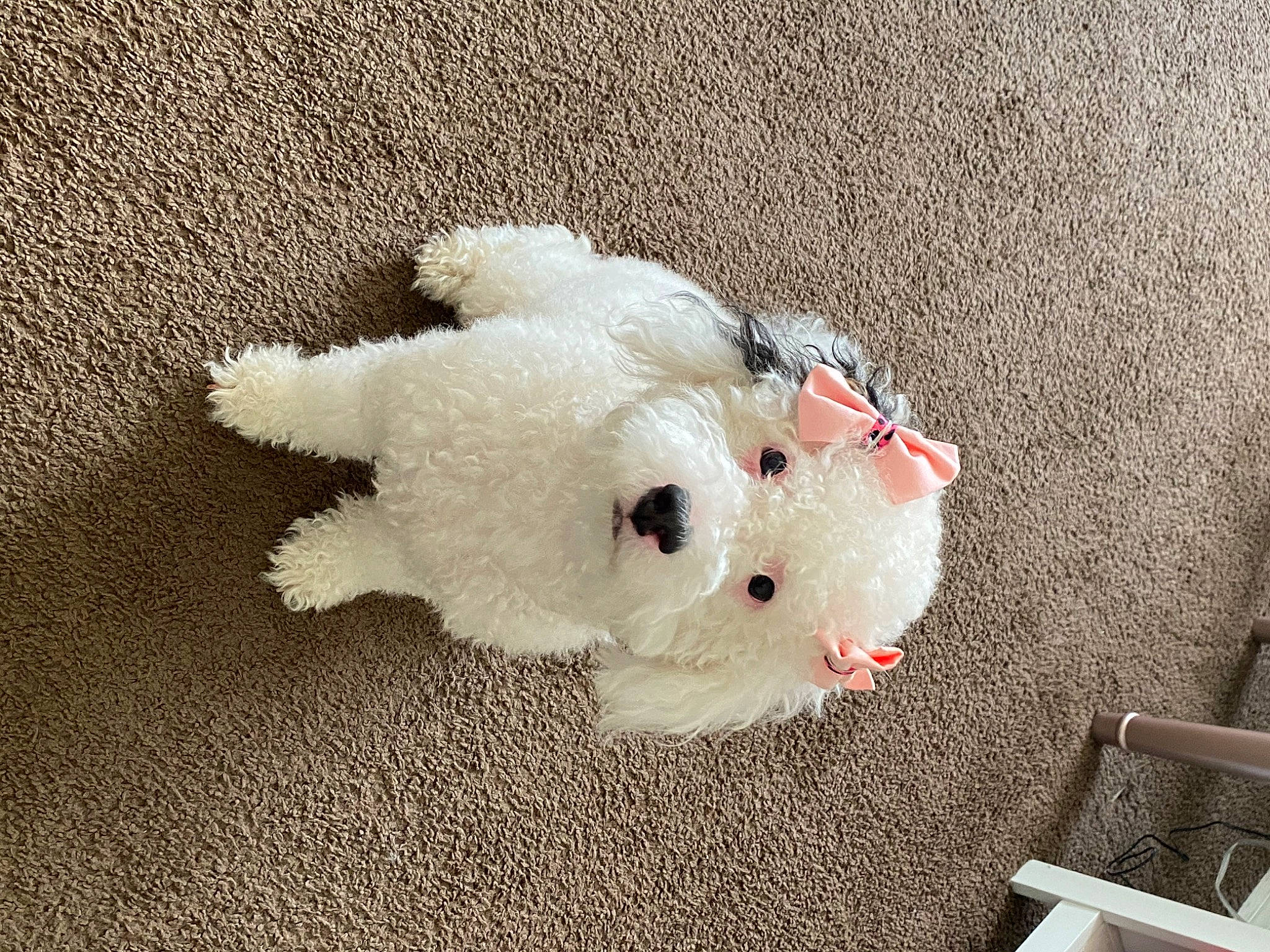 Lucy joined the competition — help win amazing prizes! canidae, carmine, carnivore, chair, companion_dog, dog_breed, fawn, felidae, flooring, fur, non_sporting_group, paw, plush, small_to_medium_sized_cats, snout, sporting_group, stuffed_toy, tail, toy, whiskers