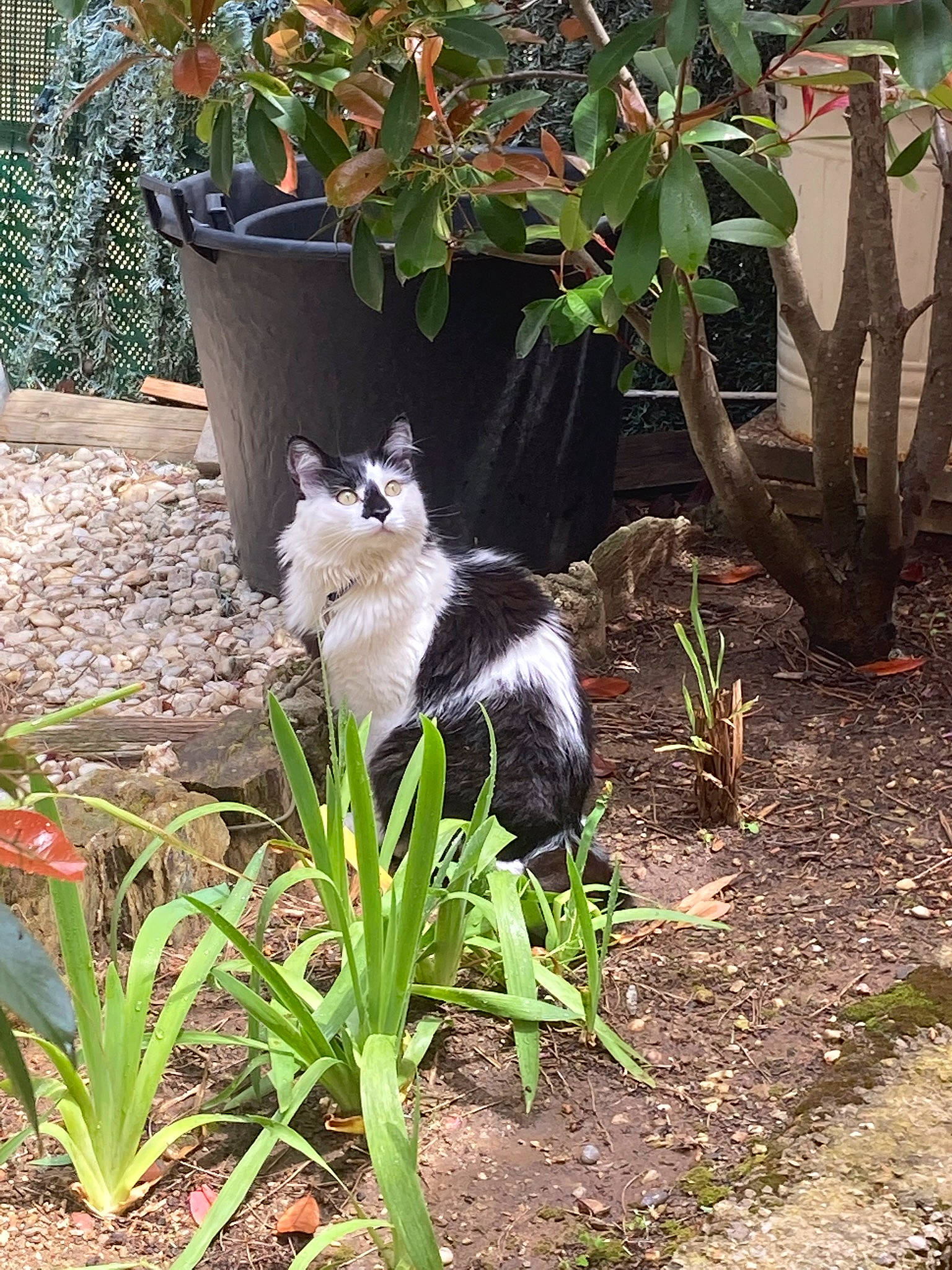 Pooky a rejoint le concours — aidez-le/la à gagner de superbes lots ! botany, canidae, carnivore, cat, companion_dog, dog_breed, domestic_short_haired_cat, felidae, flowerpot, fur, garden, grass, leaf, mammal, plant, shrub, small_to_medium_sized_cats, tail, terrestrial_animal, whiskers