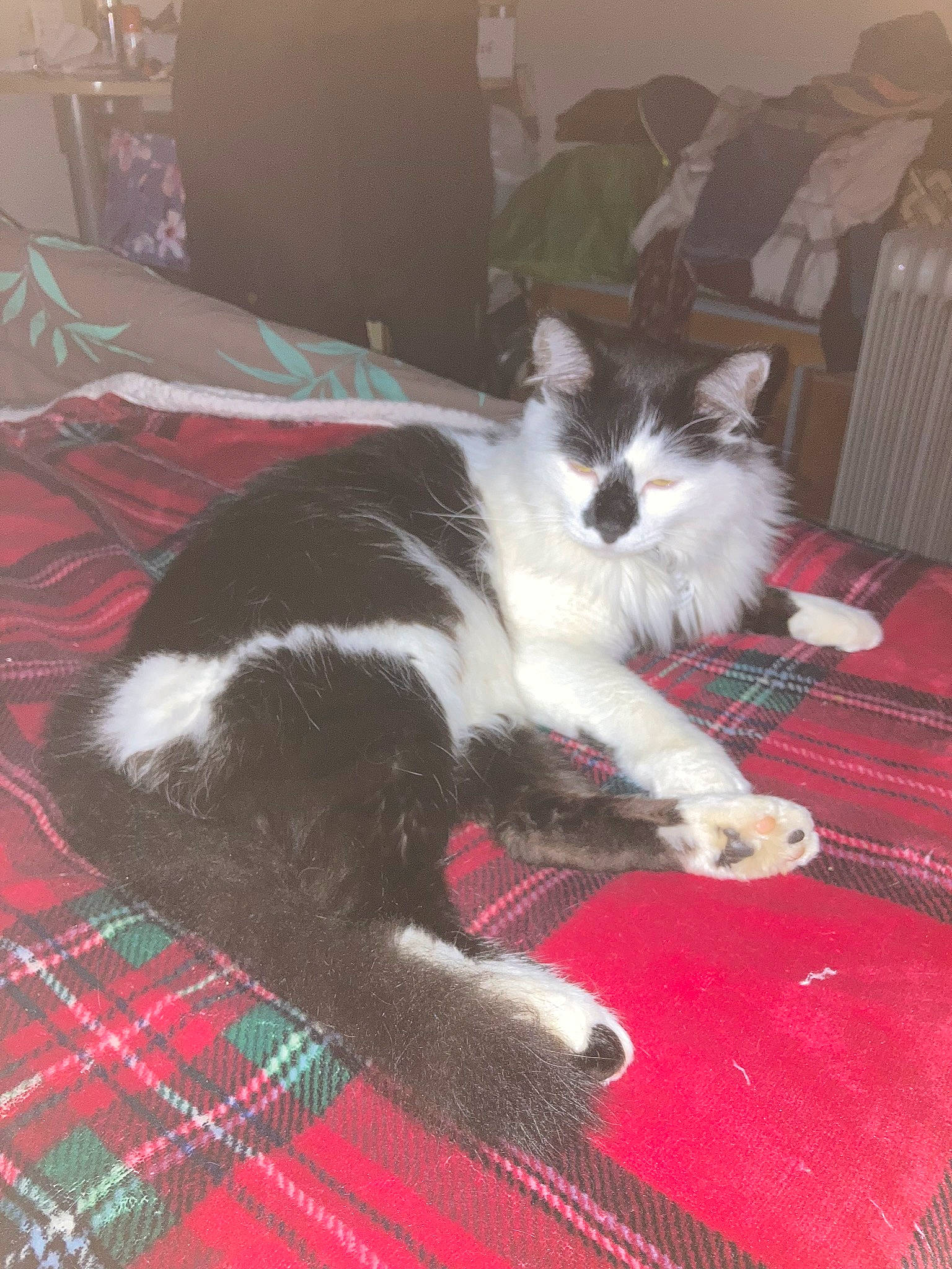 Pooky participe au concours pour gagner de l'argent avec cette photo : carmine, carnivore, carpet, cat, claw, comfort, companion_dog, domestic_short_haired_cat, felidae, flooring, fur, hardwood, mat, pattern, paw, room, small_to_medium_sized_cats, snout, tail, whiskers