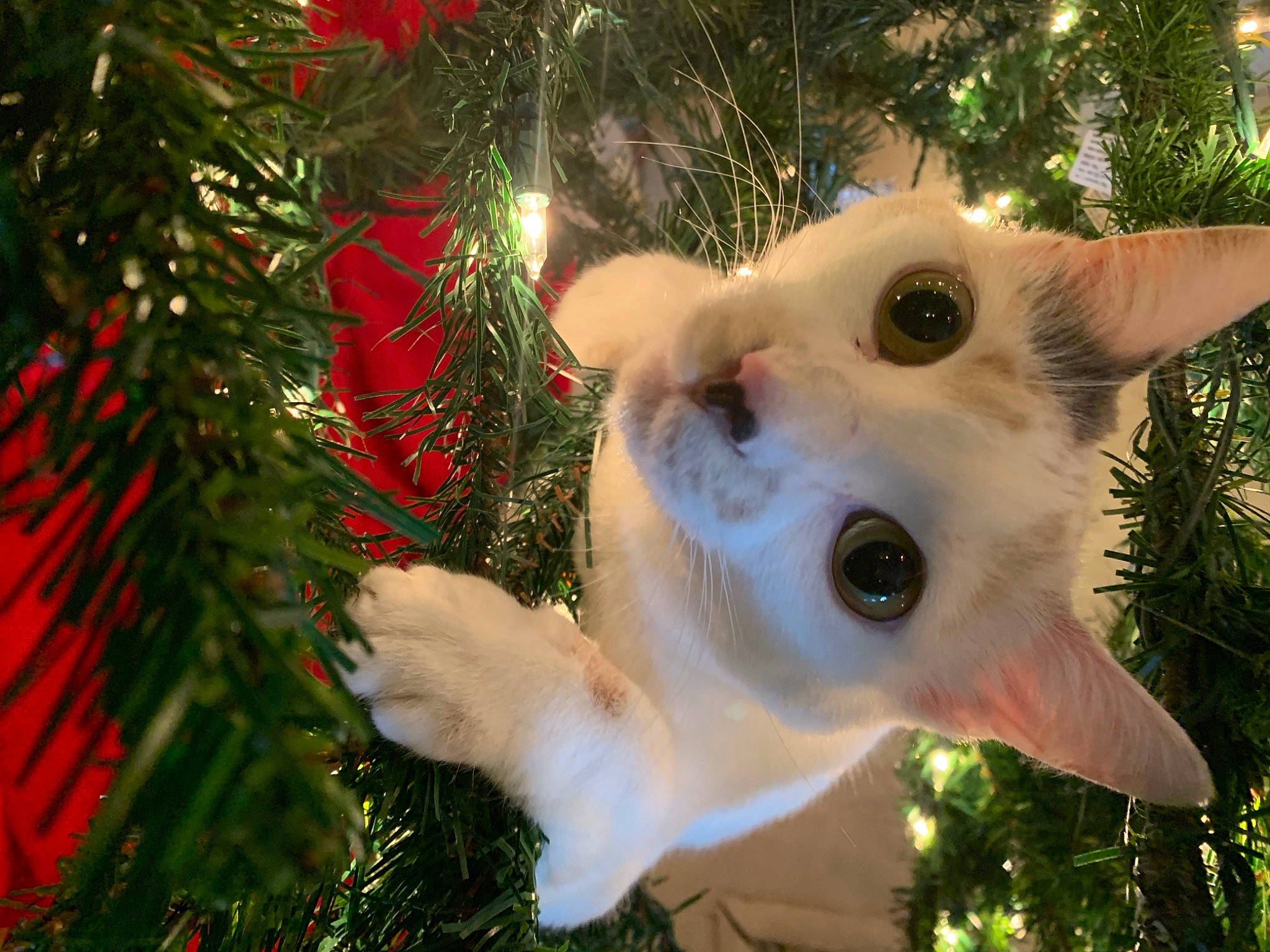 Maui joined the competition — help win amazing prizes! carnivore, cat, christmas, christmas_decoration, christmas_ornament, christmas_tree, close_up, conifer, event, evergreen, fawn, fur, grass, holiday, light, ornament, plant, terrestrial_plant, tree, wood