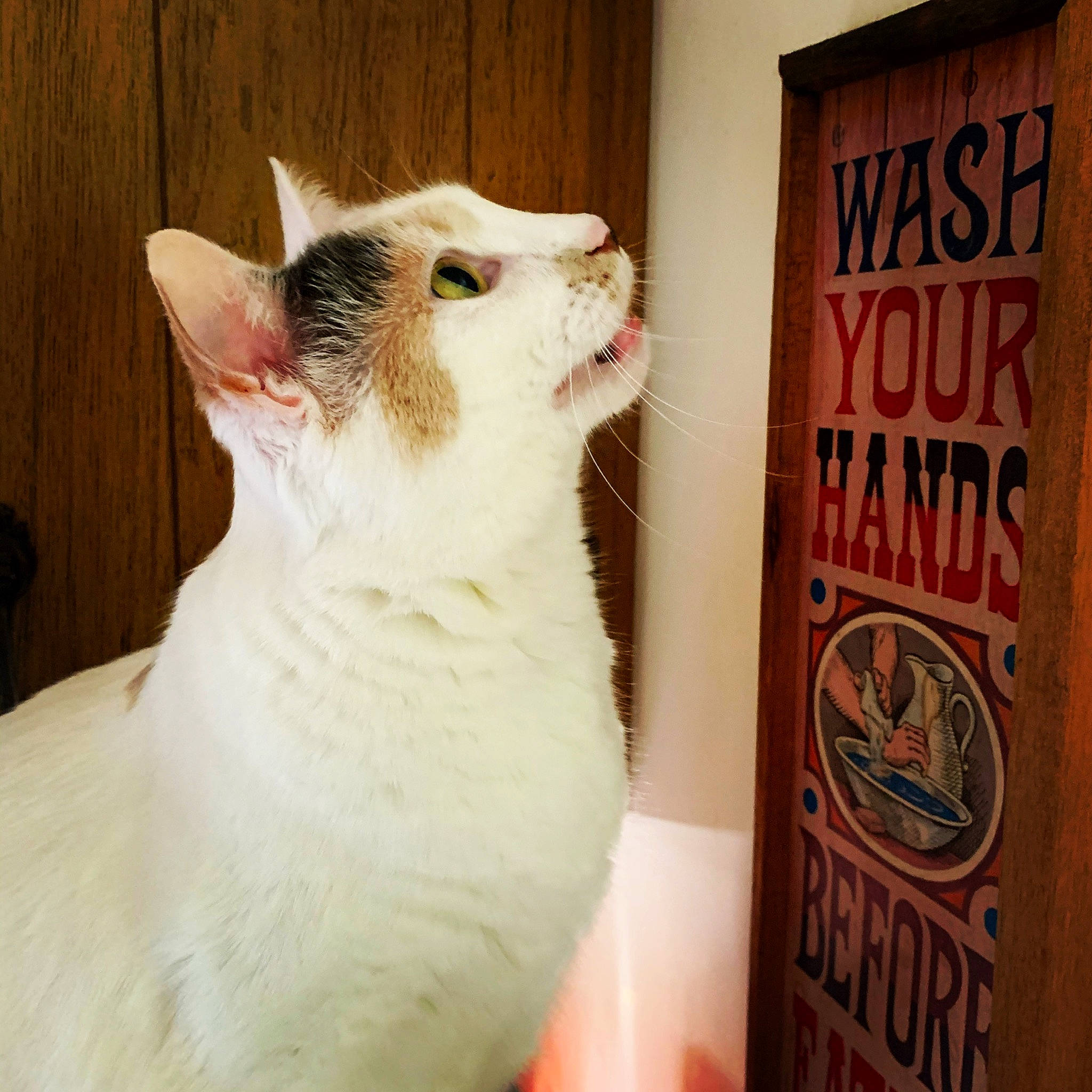 Maui joined the competition — help win amazing prizes! advertising, carnivore, cat, cat_supply, domestic_short_haired_cat, fawn, felidae, font, fur, logo, mammal, pet_supply, photo_caption, publication, small_to_medium_sized_cats, snout, tail, terrestrial_animal, vertebrate, whiskers