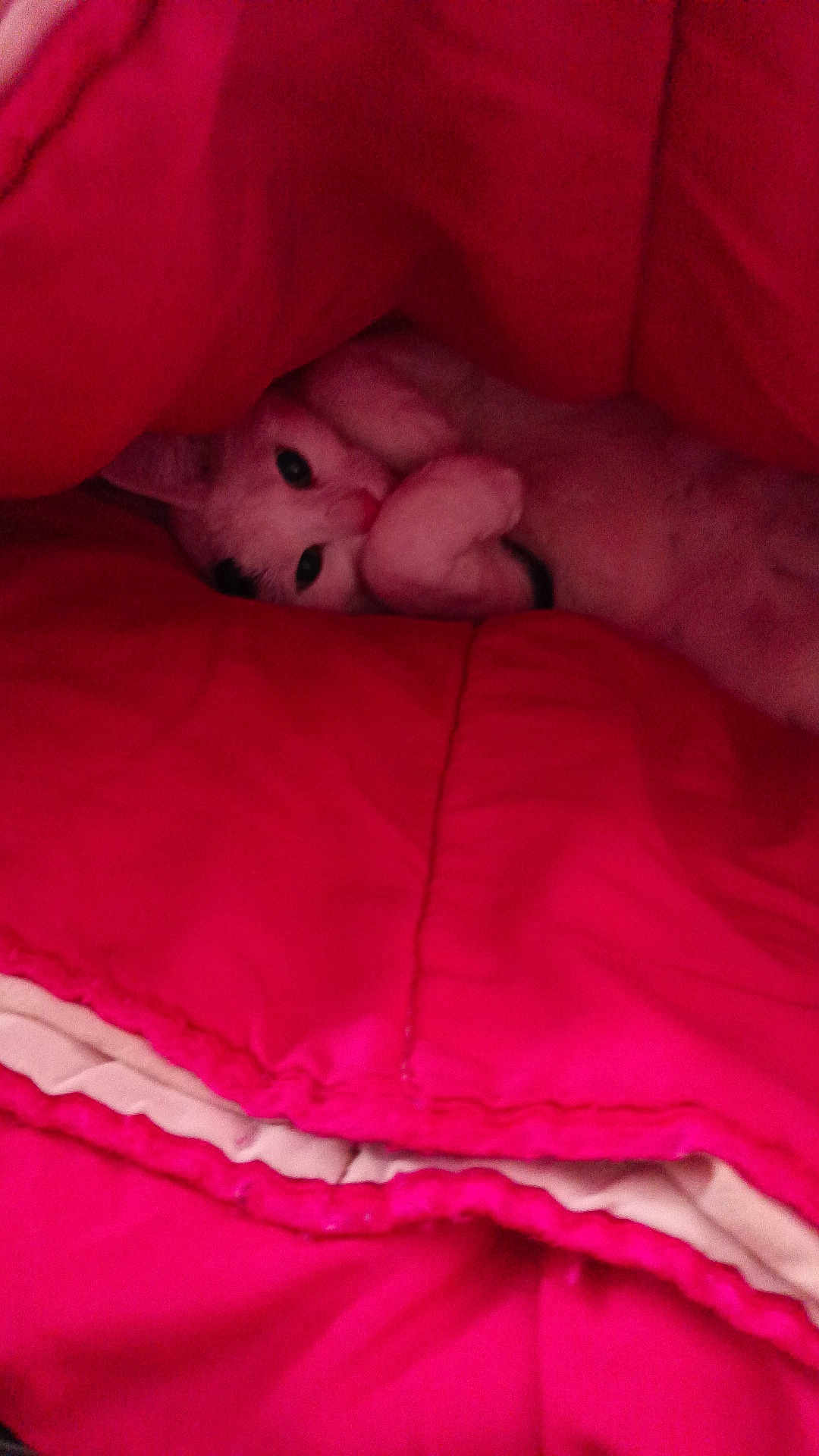 Choupette