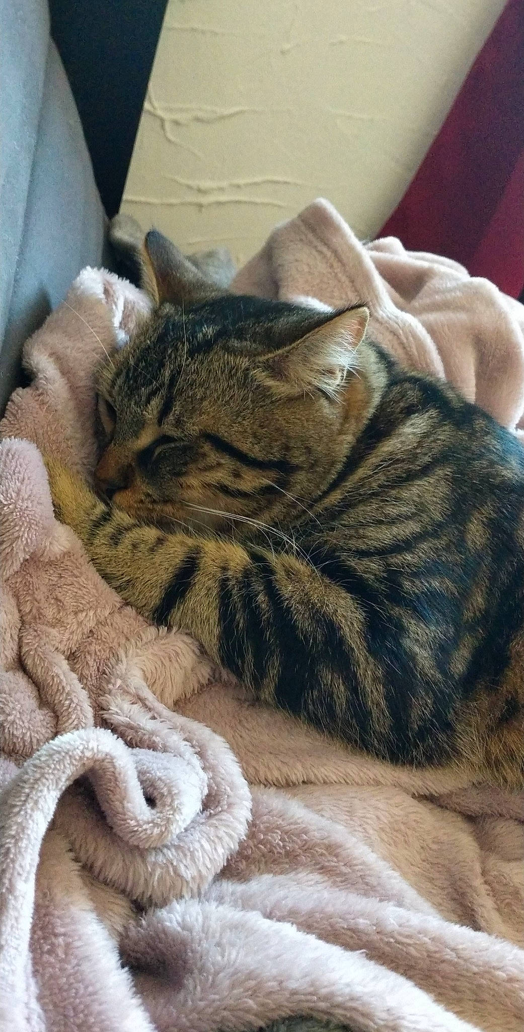 Pompom a rejoint le concours — aidez-le/la à gagner de superbes lots ! american_shorthair, asian, california_spangled, carnivore, cat, domestic_short_haired_cat, dragon_li, european_shorthair, felidae, fur, kitten, mammal, nap, paw, pixie_bob, sleep, small_to_medium_sized_cats, snout, tabby_cat, whiskers