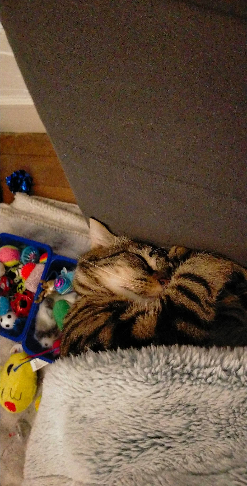 Pompom participe au concours pour gagner de l'argent avec cette photo : bag, carnivore, cat, claw, comfort, domestic_short_haired_cat, fawn, felidae, flooring, fur, linens, paw, room, small_to_medium_sized_cats, stuffed_toy, tail, toy, whiskers, wood, wool