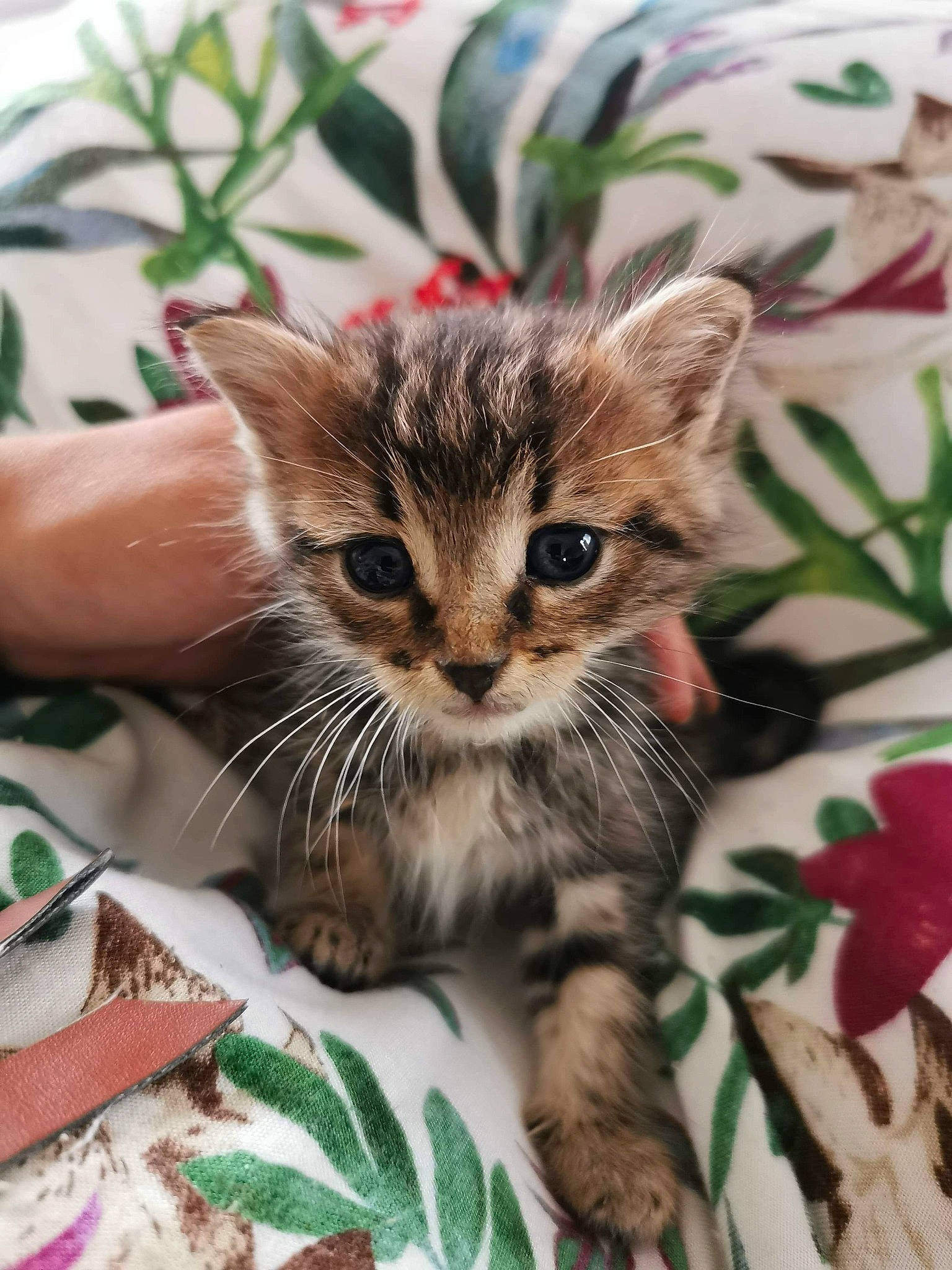 Pompom a rejoint le concours — aidez-le/la à gagner de superbes lots ! carnivore, cat, ceramic, claw, domestic_short_haired_cat, felidae, fur, kitten, linens, mammal, small_to_medium_sized_cats, snout, tabby_cat, terrestrial_animal, toe, vertebrate, whiskers