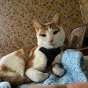 Harley Man is registered to the contest to win money with this photo: cat, feline, pet, orange_and_white_cat, whiskers, paws, blanket, crochet_blanket, bed, vintage_wallpaper, floral_wallpaper, portrait_frame, baby_photo, indoor, cozy, close_up, face, ear, window, curtain