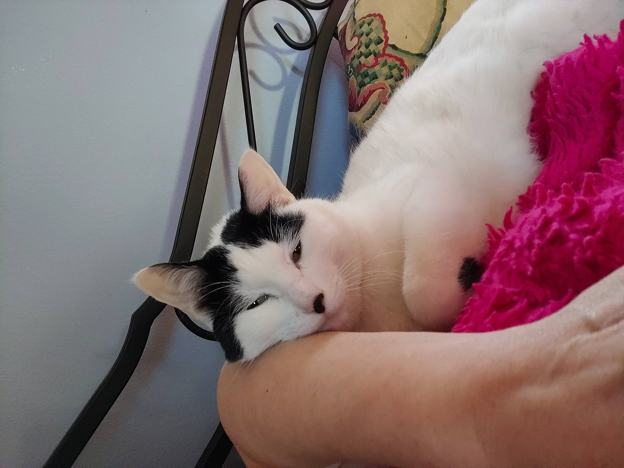 Cookie joined the competition — help win amazing prizes! bag, carnivore, cat, comfort, domestic_short_haired_cat, eye, eyelash, fawn, felidae, finger, foot, fur, gesture, lap, leg, nail, small_to_medium_sized_cats, snout, thigh, whiskers