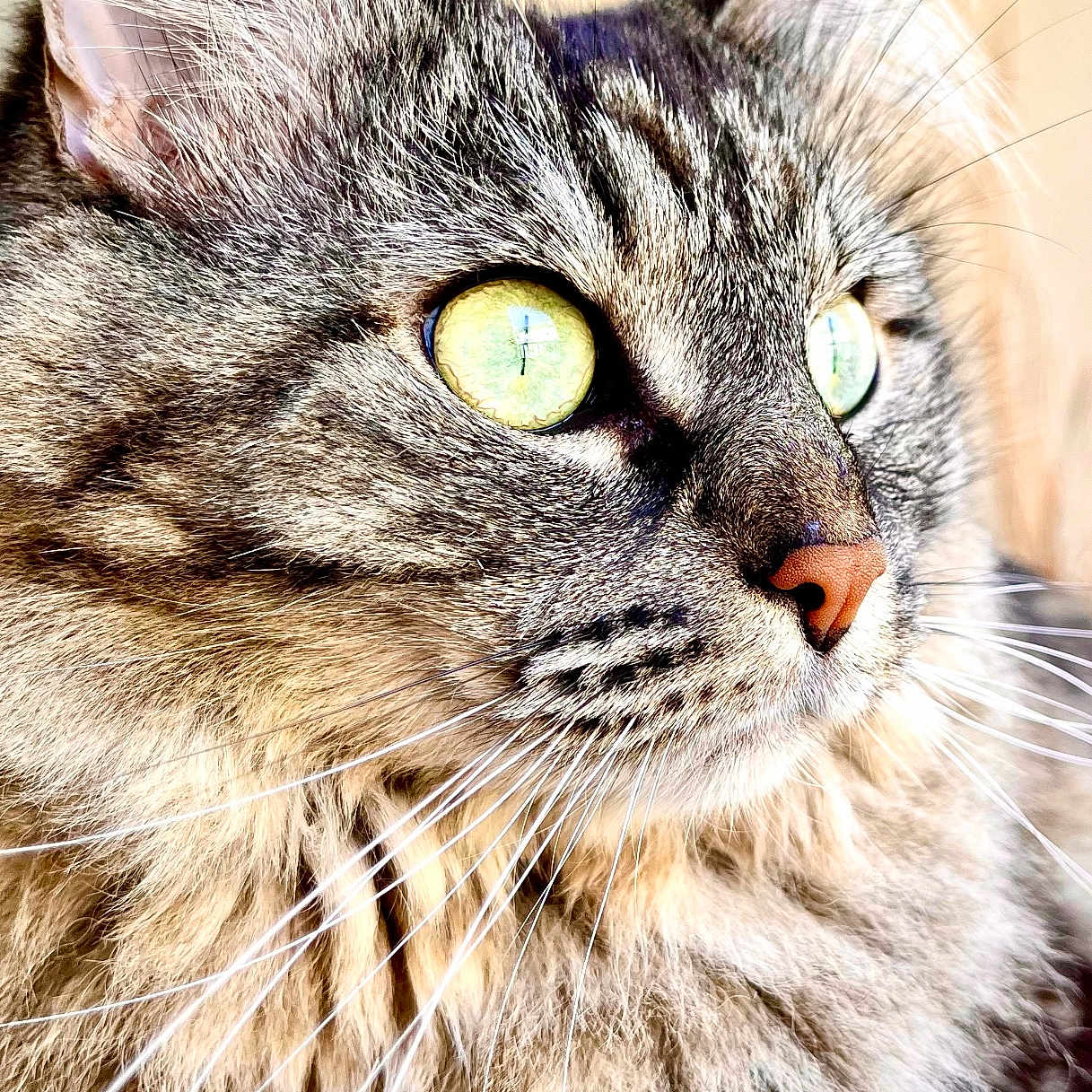 Shadow joined the competition — help win amazing prizes! animal, cat, close_up, cute, domestic_cat, ears, face, feline, fluffy, fur, indoor, looking_away, muzzle, nose, pet, portrait, soft_light, tabby, whiskers, yellow_eyes