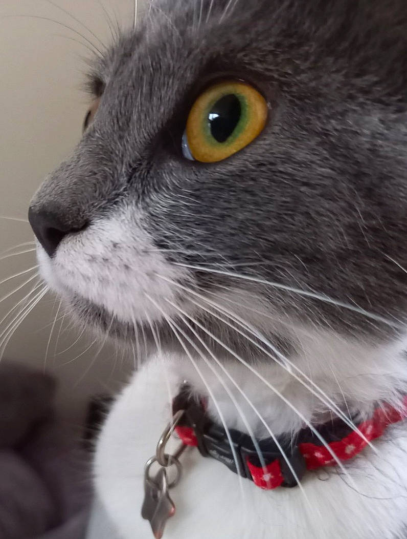 Comète participe au concours pour gagner de l'argent avec cette photo : carnivore, cat, claw, close_up, curious, domestic_short_haired_cat, felidae, fur, grey, paw, pet_supply, small_to_medium_sized_cats, snout, terrestrial_animal, whiskers, wildlife