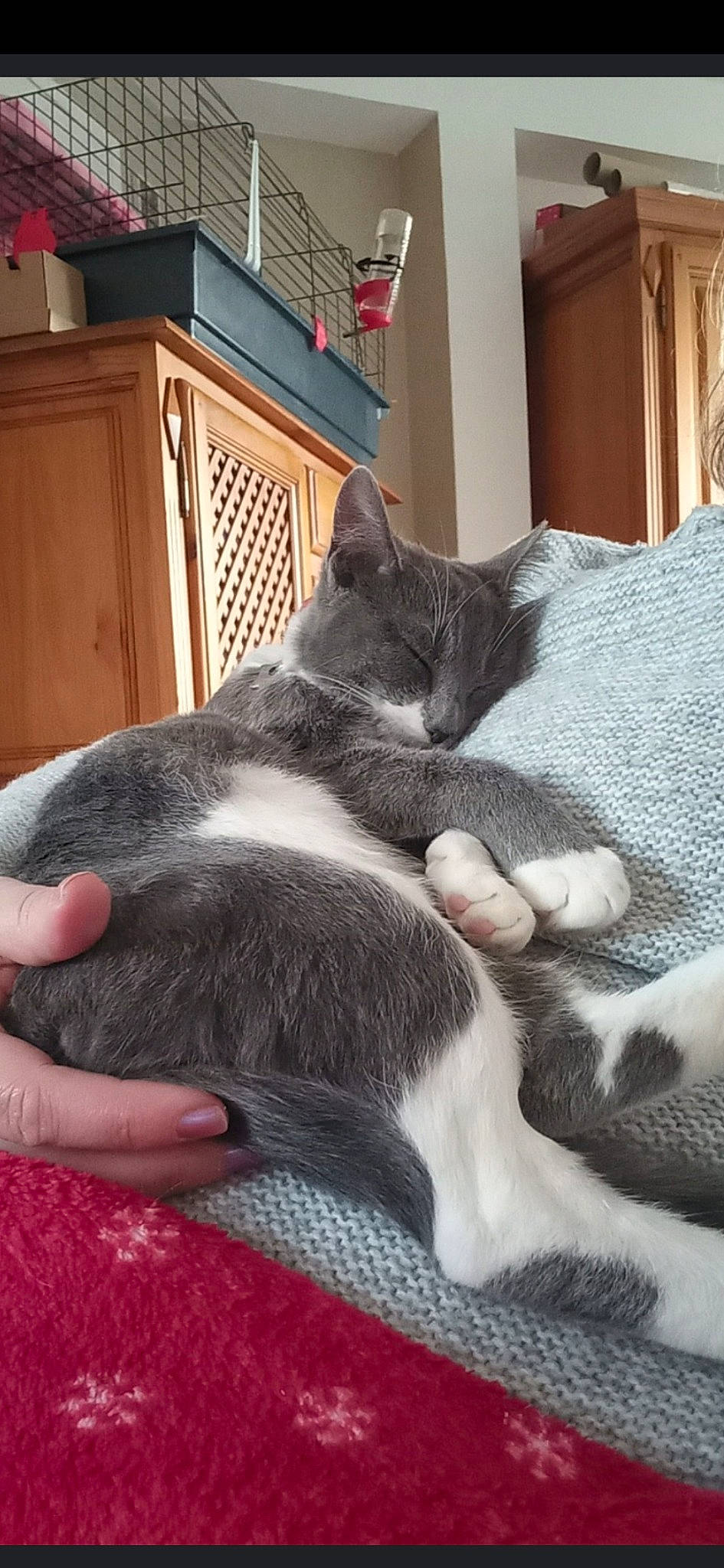 Comète a rejoint le concours — aidez-le/la à gagner de superbes lots ! cabinetry, carnivore, cat, chest_of_drawers, claw, comfort, cupboard, domestic_short_haired_cat, drawer, felidae, fur, grey, nap, paw, room, small_to_medium_sized_cats, snout, tail, vertebrate, whiskers