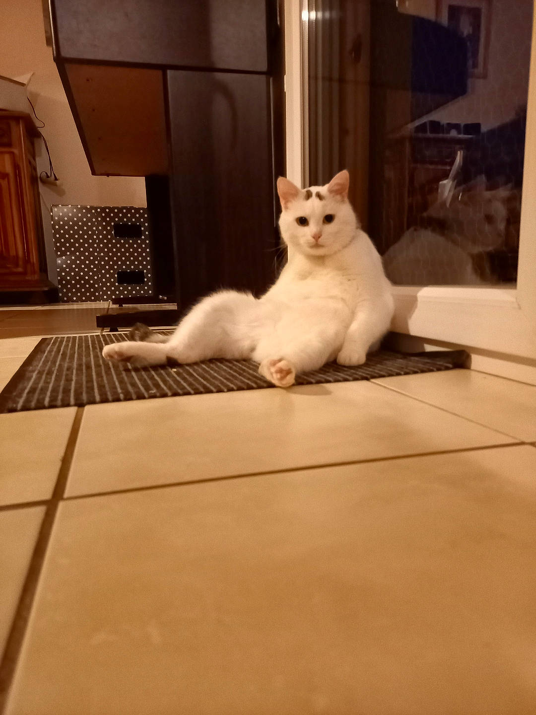 Kiboots a rejoint le concours — aidez-le/la à gagner de superbes lots ! carnivore, cat, comfort, domestic_short_haired_cat, eye, fawn, felidae, floor, flooring, fur, hardwood, home_appliance, leg, paw, small_to_medium_sized_cats, snout, table, tail, whiskers, wood