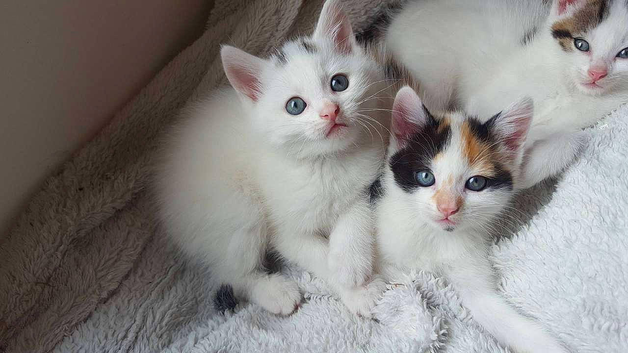 Kiboots a rejoint le concours — aidez-le/la à gagner de superbes lots ! carnivore, cat, claw, domestic_short_haired_cat, eye, felidae, flooring, fur, paw, small_to_medium_sized_cats, snout, tail, vehicle_registration_plate, whiskers