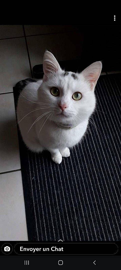 Kiboots participe au concours pour gagner de l'argent avec cette photo : carnivore, cat, claw, domestic_short_haired_cat, ear, eye, fawn, felidae, flooring, foot, fur, grey, head, paw, small_to_medium_sized_cats, snout, tail, whiskers