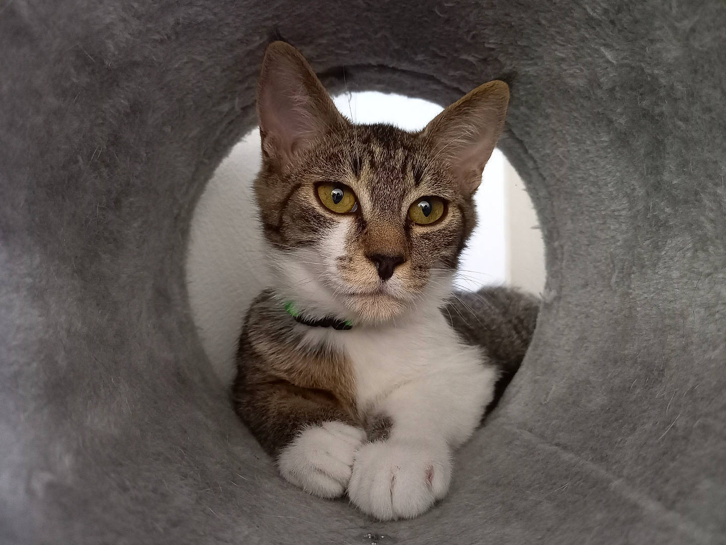 Polochon a rejoint le concours — aidez-le/la à gagner de superbes lots ! carnivore, cat, claw, domestic_short_haired_cat, felidae, fur, grey, paw, small_to_medium_sized_cats, tail, whiskers, window