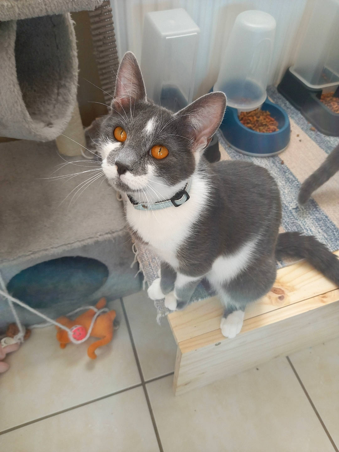 Misty a rejoint le concours — aidez-le/la à gagner de superbes lots ! bellini, box, carnivore, cat, cat_supply, chair, domestic_short_haired_cat, felidae, flooring, grey, hardwood, household_supply, paw, pet_supply, serveware, small_to_medium_sized_cats, tableware, tail, whiskers