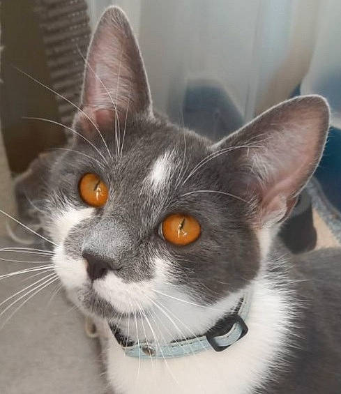 Misty a rejoint le concours — aidez-le/la à gagner de superbes lots ! art, carnivore, cat, collar, domestic_short_haired_cat, ear, felidae, fur, grey, head, iris, mammal, small_to_medium_sized_cats, snout, tail, whiskers, window