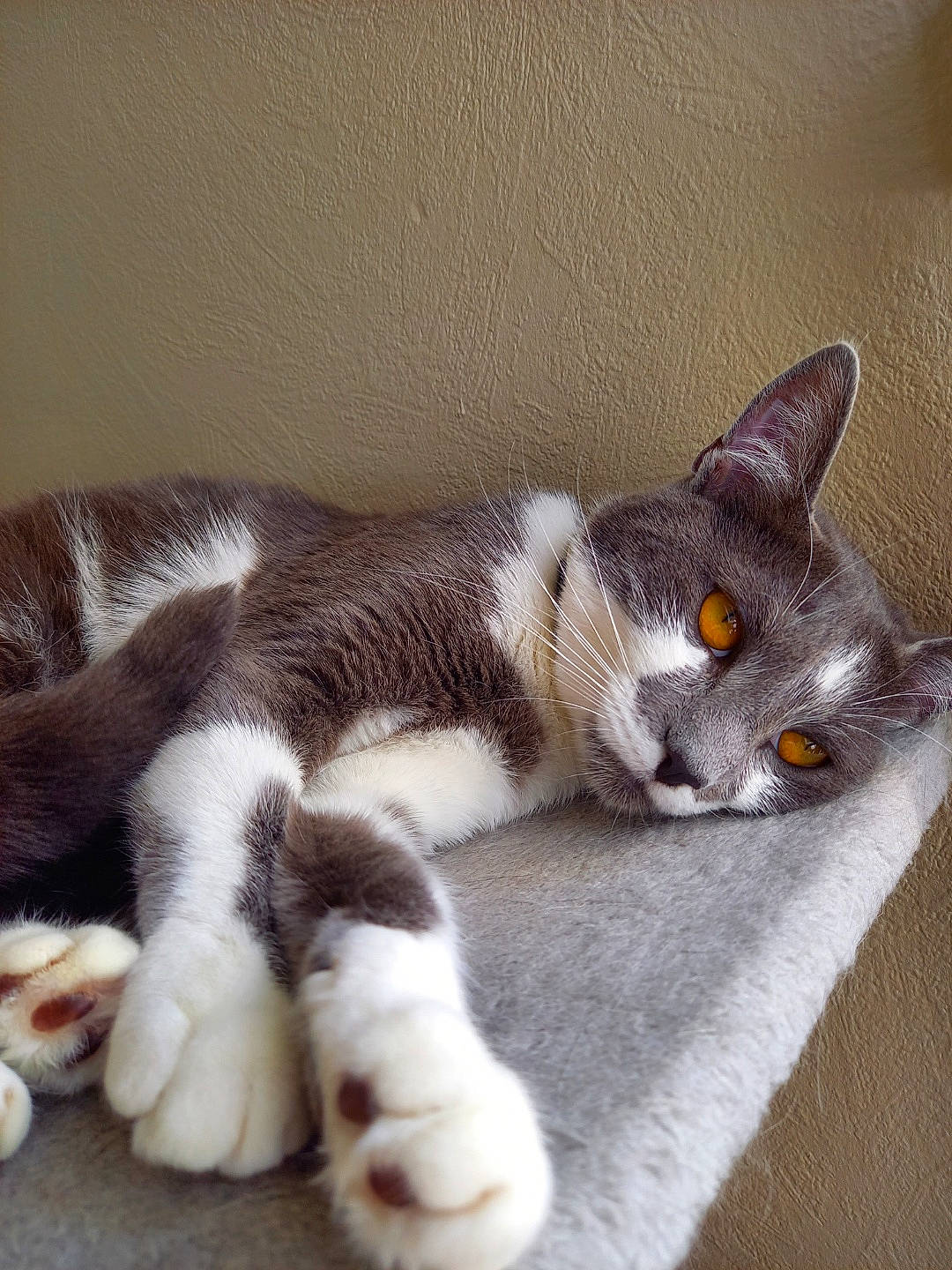 Misty participe au concours pour gagner de l'argent avec cette photo : carnivore, cat, claw, comfort, domestic_short_haired_cat, ear, felidae, fur, grey, nap, paw, sleep, small_to_medium_sized_cats, snout, tail, terrestrial_animal, whiskers