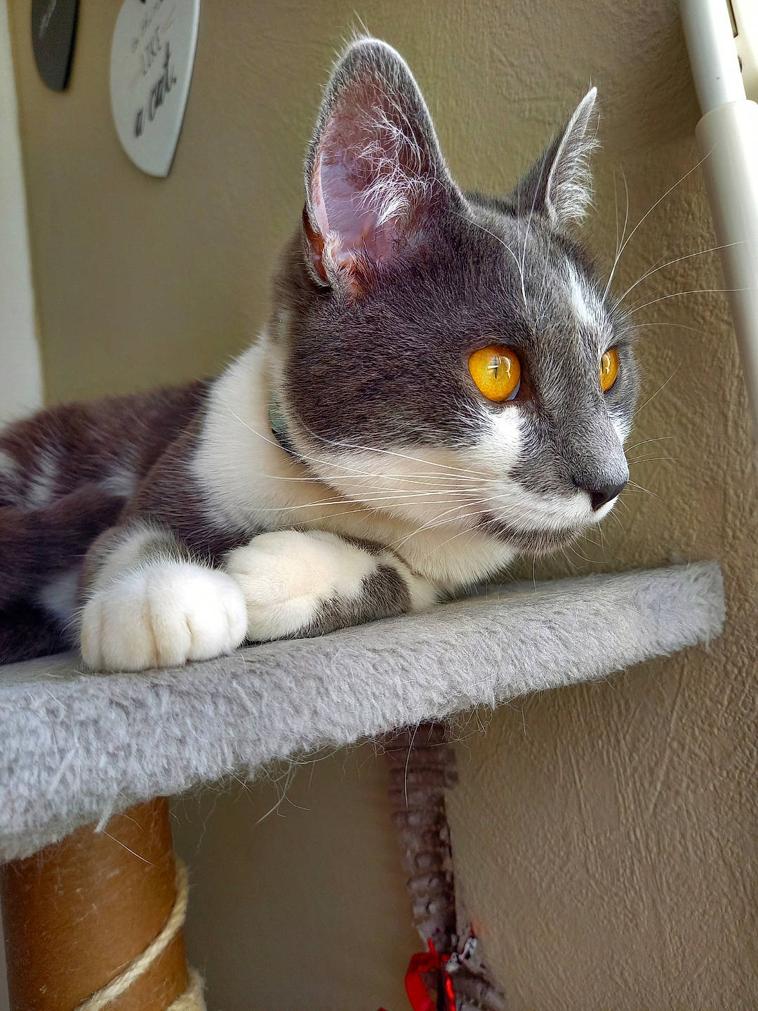 Misty participe au concours pour gagner de l'argent avec cette photo : box, carnivore, cat, cat_furniture, cat_supply, domestic_short_haired_cat, felidae, fur, grey, paw, shelf, small_to_medium_sized_cats, snout, tail, whiskers