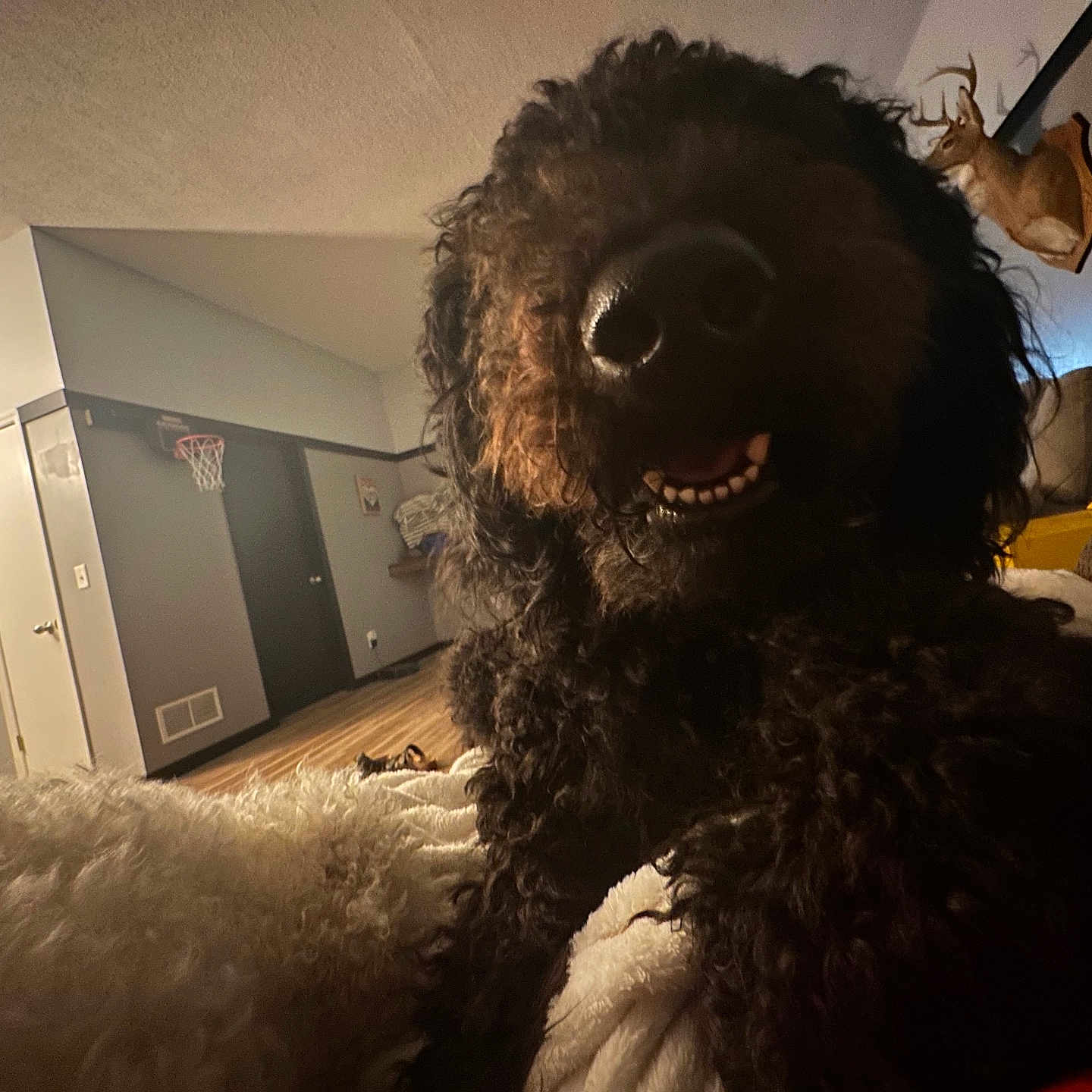 Cooper joined the competition — help win amazing prizes! animal, basketball_hoop, black_dog, blanket, cozy, curly_hair, dog, door, furniture, home_interior, indoor, living_room, mounted_deer_head, nose, pet, relaxing, smiling, teeth, wall, wood_floor