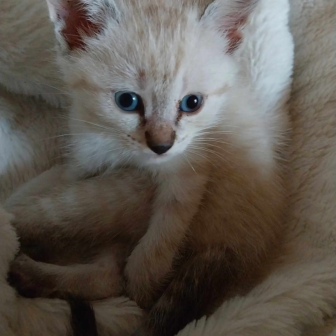 Siham a rejoint le concours — aidez-le/la à gagner de superbes lots ! animal, blanket, blue_eyes, cat, closeup, comfort, cozy, cute, ears, fluffy, fur, indoor, kitten, pet, resting, small, soft, tail, whiskers, young