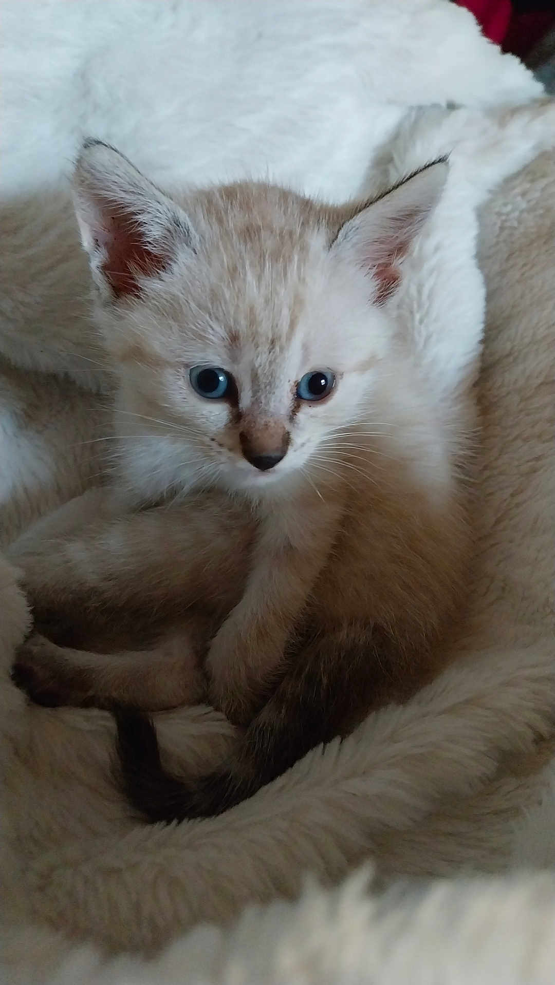 Siham a rejoint le concours — aidez-le/la à gagner de superbes lots ! kitten, cat, blue_eyes, fluffy, soft, blanket, cozy, pet, animal, cute, fur, young, resting, indoor, small, whiskers, ears, tail, closeup, comfort